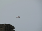 SX28414 Kestrel (Falco tinnunculus) over castle tower.jpg